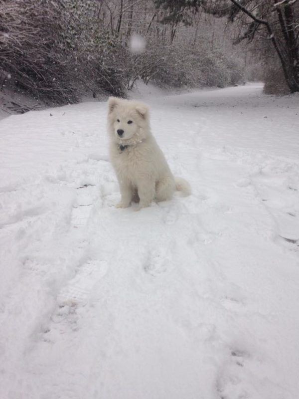 Chiot neige Paola Fenaille