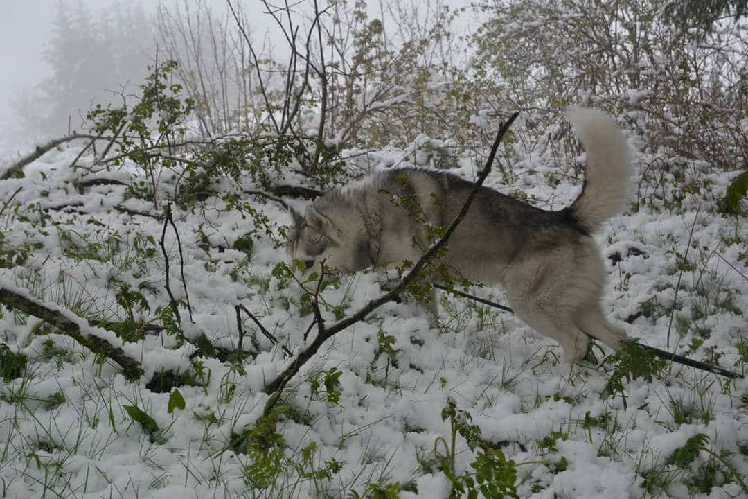 Chiot neige Salomé Ds