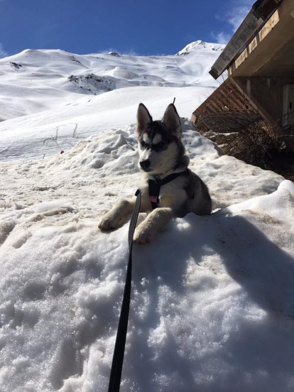 Chiot neige Stephanie Vallat