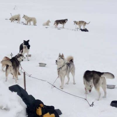 chien neige en stake out Gilles Delforge Marinaceline