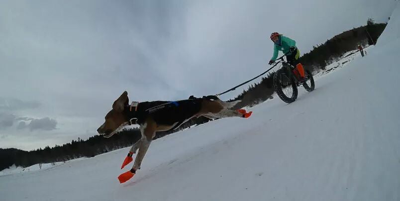 chien neige fatbike sur neige Leo Whippet