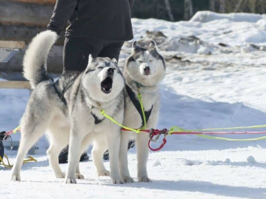 chien neige traineau à chien au départ husky hurle - Sylvain Stanesco