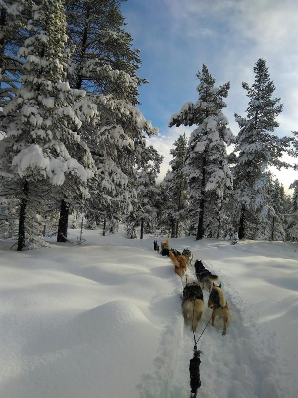 chien neige traineau à chien en Norvège au milieu de la poudreuse - Olivia Mil