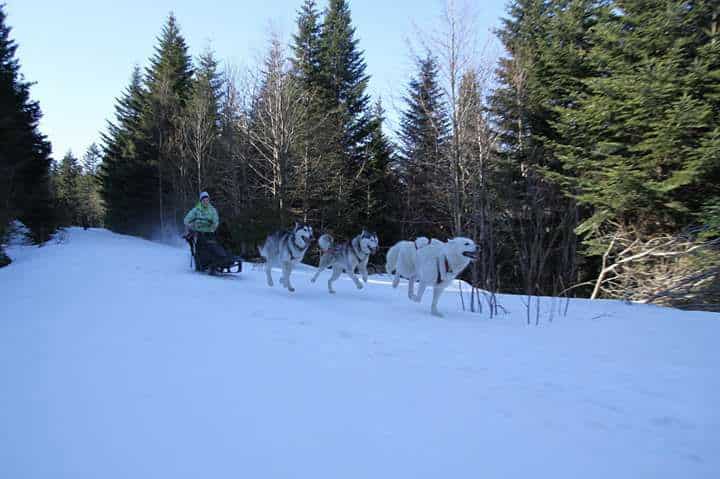 chien neige traineau à chiens 3 husky Audrey Lousky