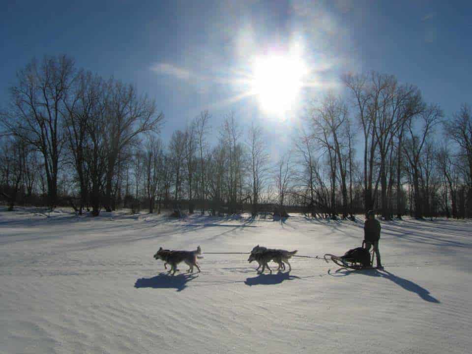 chien neige traineau à chiens 4 chiens Daniel Vallieres