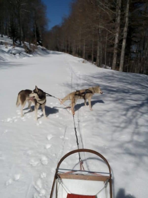 chien neige traineau à chiens Alexandre Berlhe