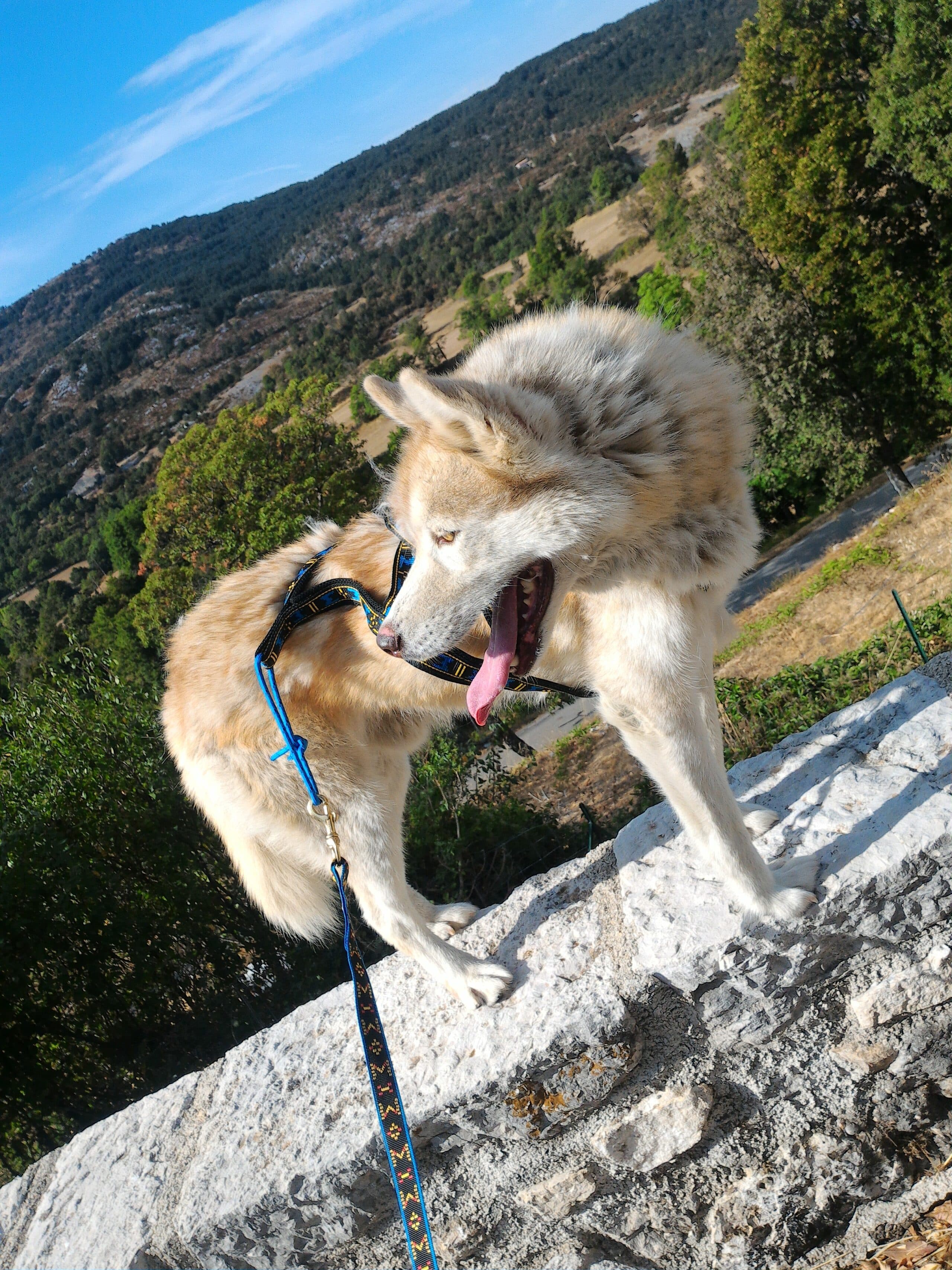 Comment approcher un chien?