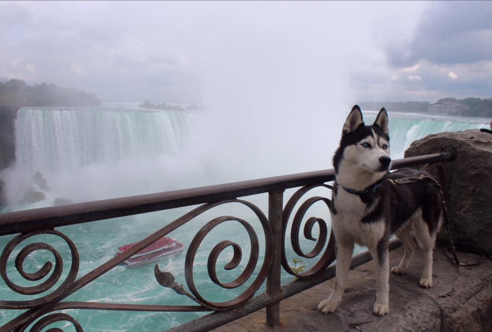 Husky aux yeux bleus aux chutes du niagara