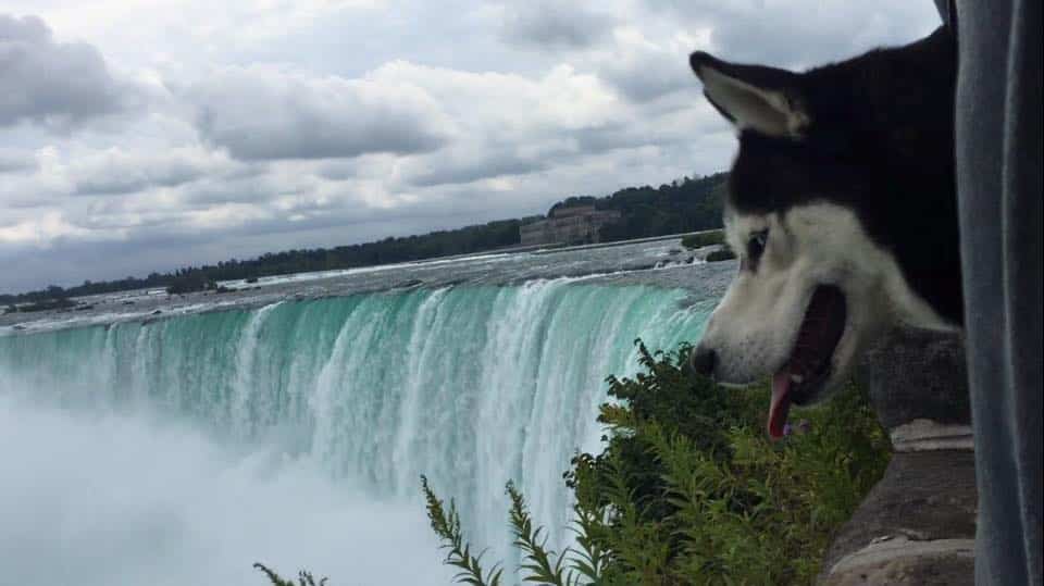 Husky sibérien aux chutes du Niagara - Amérique du Nord
