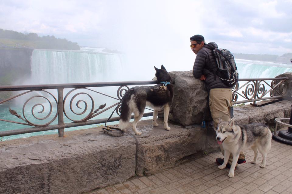 Husky sibérien avec laisse Manmat et collier Manmat