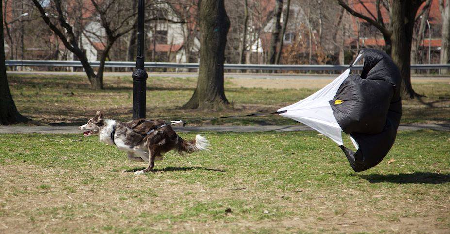 Parachute de course pour chien - speed chute
