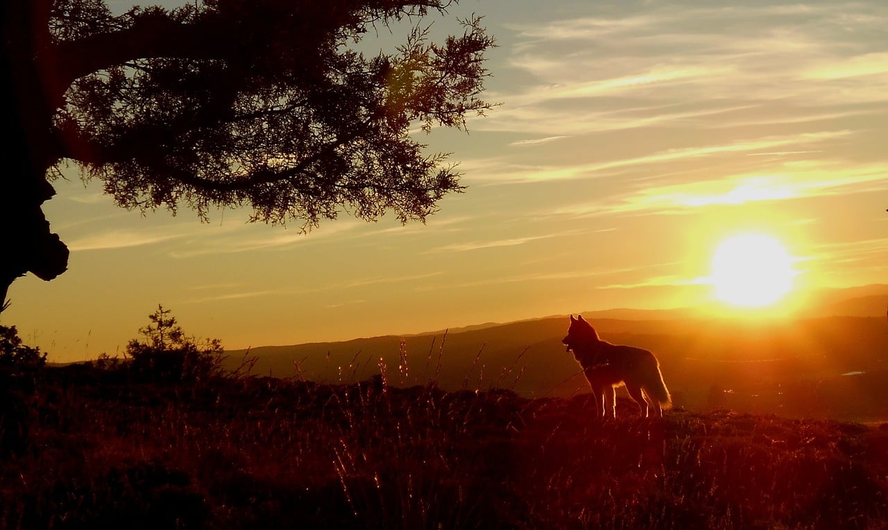 4 piliers fondamentaux pour être performant en sport canin canivtt, canicross, attelage