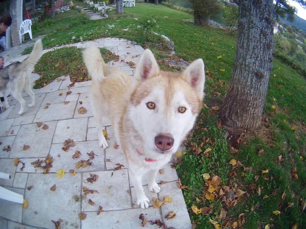 Grimm, husky sibérien aux yeux jaunes fauves