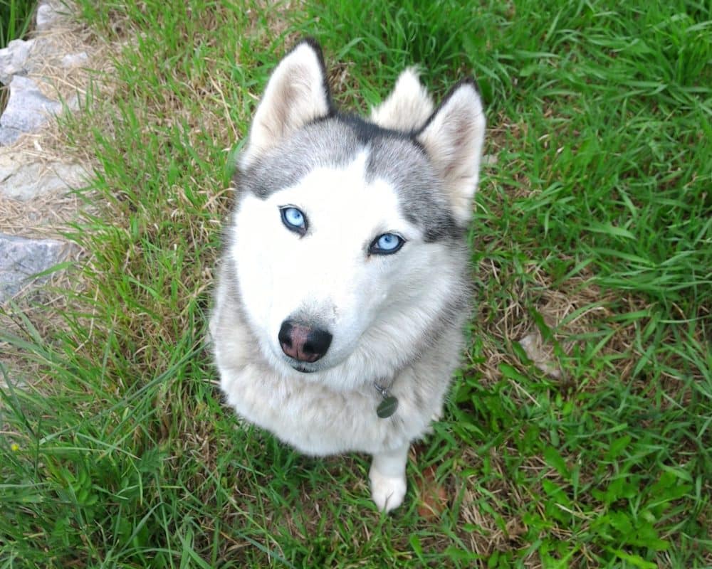 Le Husky Siberien A Toujours Les Yeux Bleus Faux