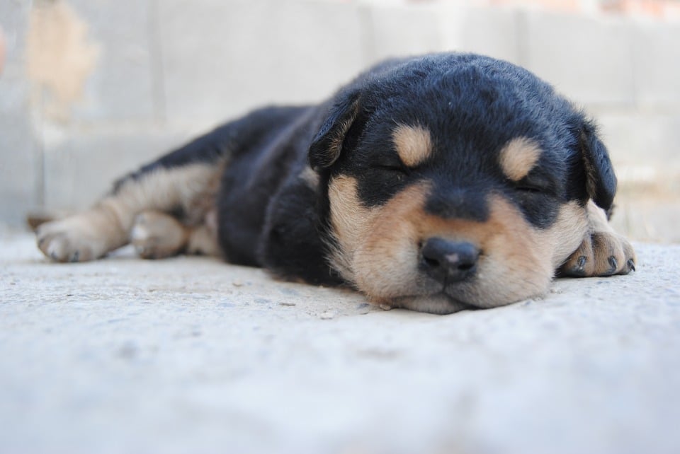 chiot rottweiler dort