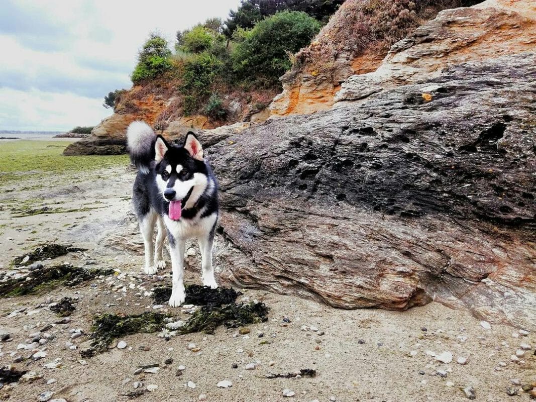 Malamute noir et blanc