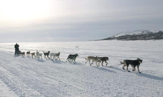 Combien De Temps Peut Courir Un Chien De Traineau
