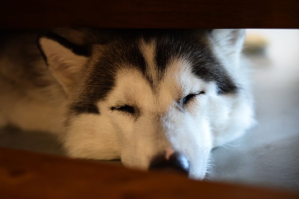 Husky dort