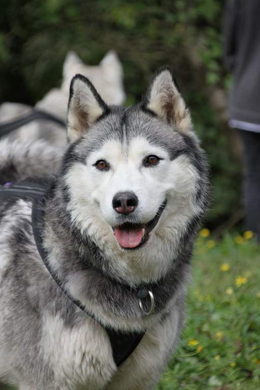 Femelle husky siberien de Maëva