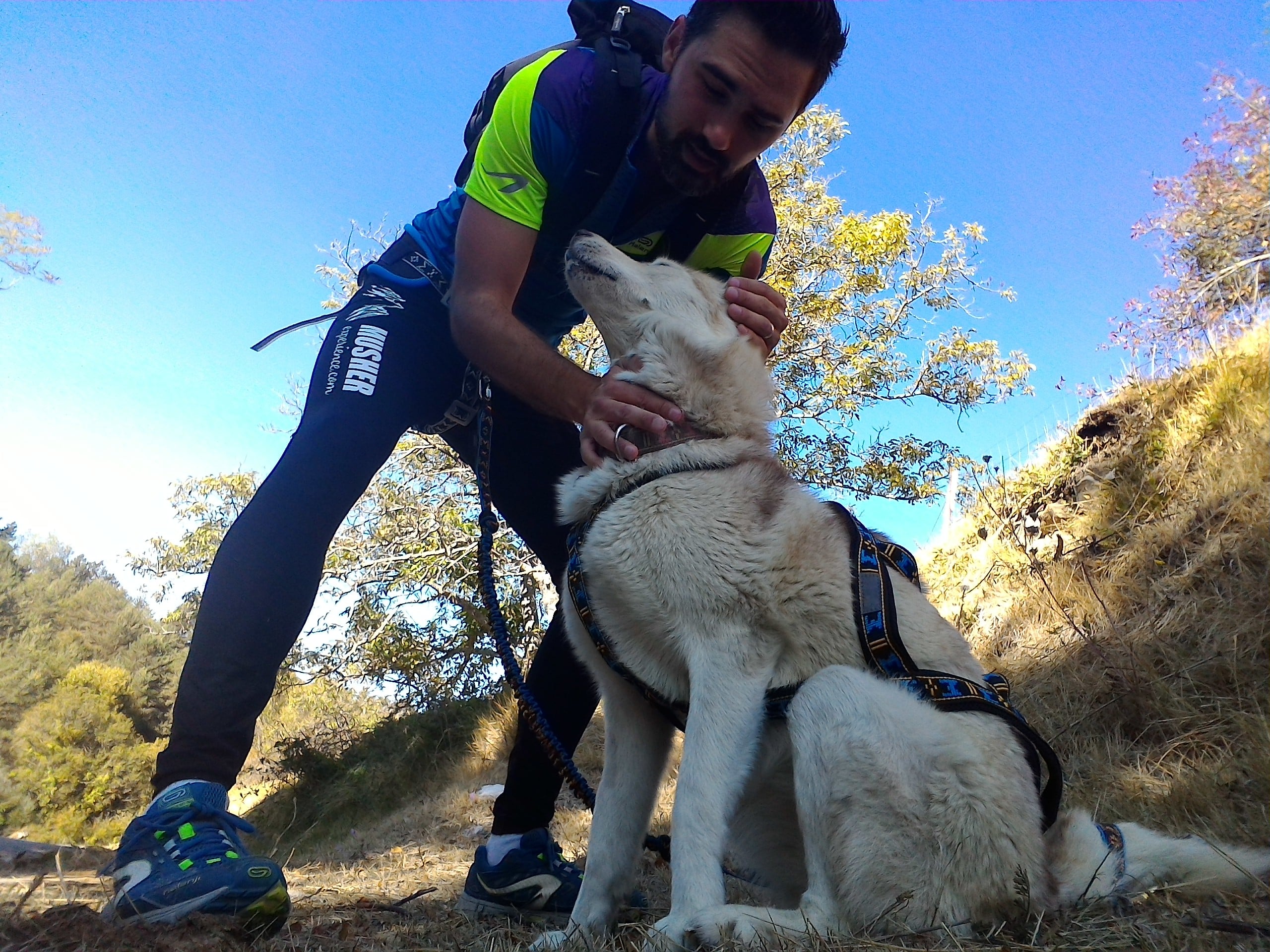 KIT CANICROSS BLEU, équipement canicross: baudrier, ligne de trait et  harnais pour chien