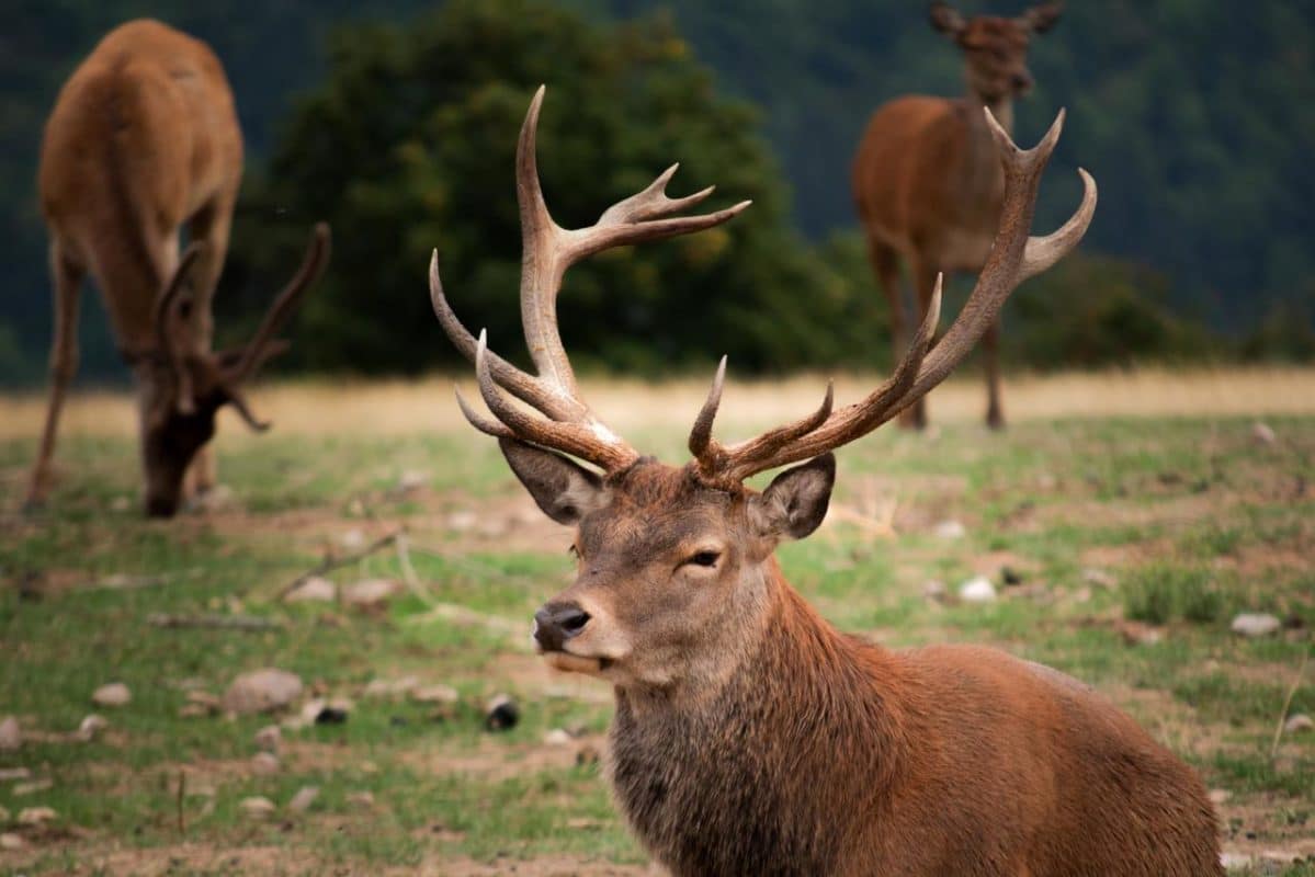 Bois de cerf pour chien à ronger - cerf sauvage