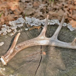 bois de cerf pour chien à ronger à macher naturel