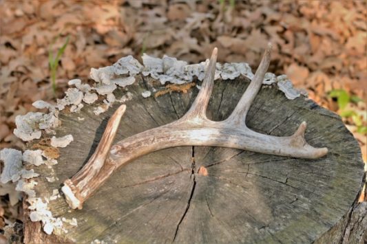 bois de cerf pour chien à ronger à macher naturel