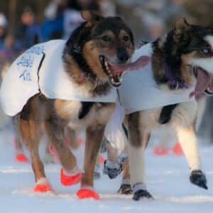 Bottines pour chien