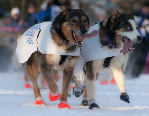 Bottines pour chien