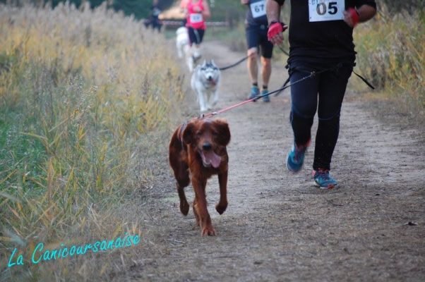 canicoursannaise, canicross, courir avec son chien