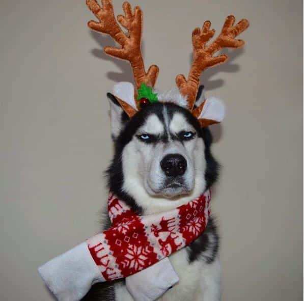 chien-husky-noel