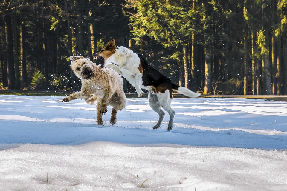 bagarre chien