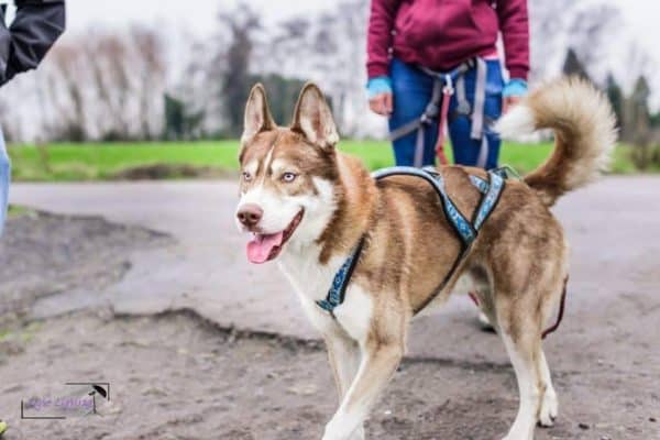 equipement canicross pour le chien