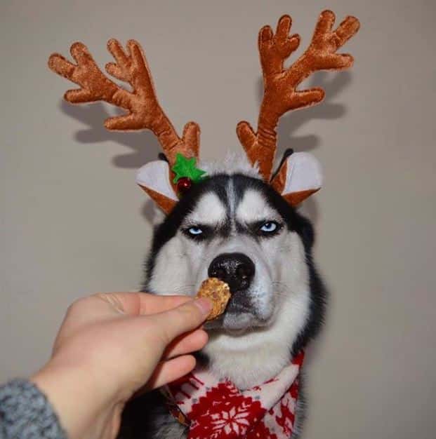 husky-chien-noel-friandise