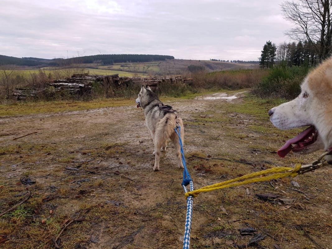 husky en lead