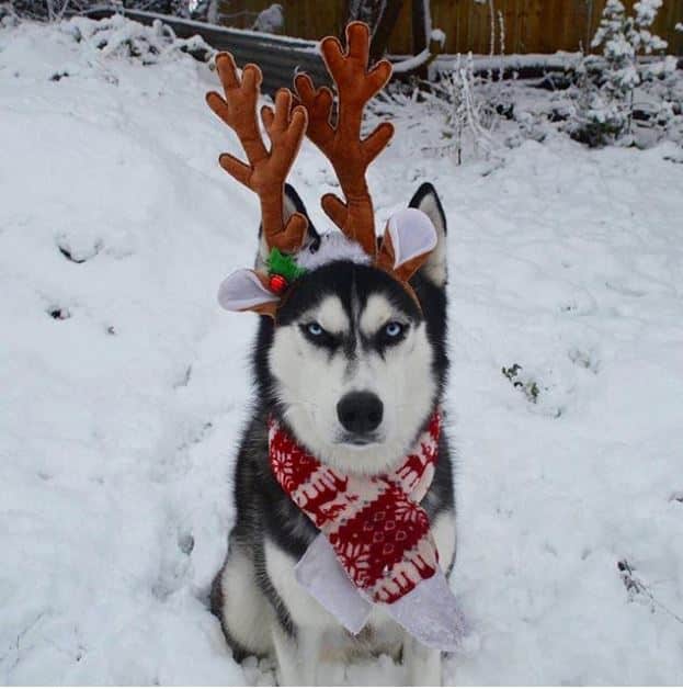 husky-noir-yeux-bleu-neige