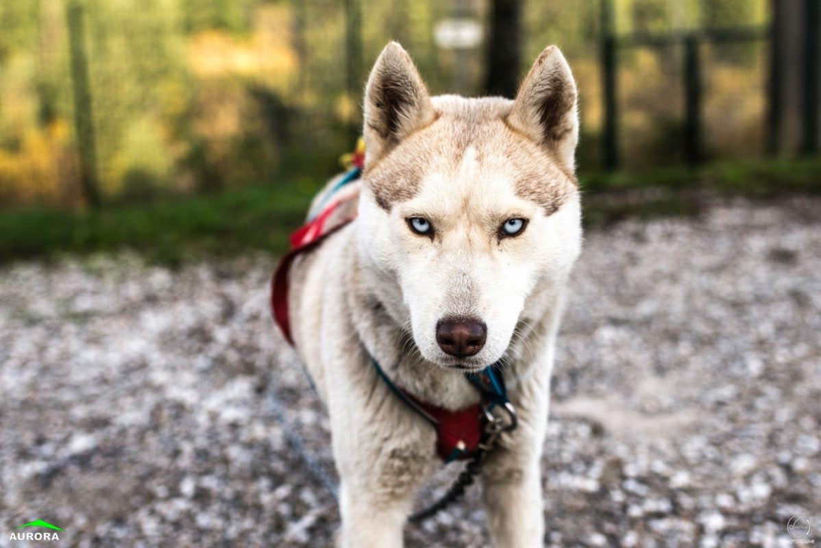 husky siberien aux yeux bleus