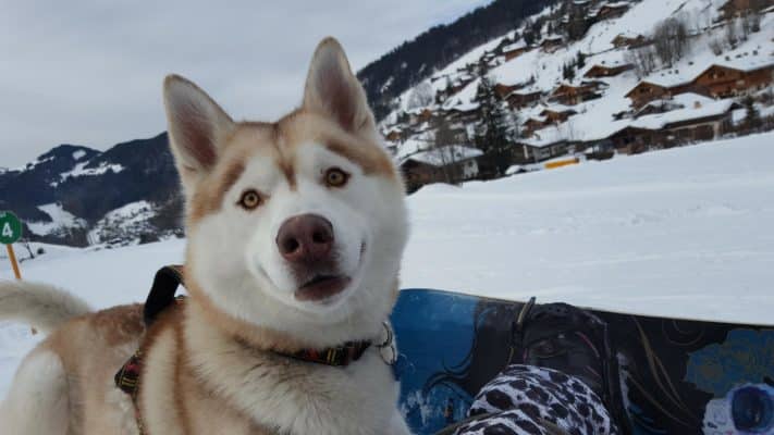 Husky snowboard