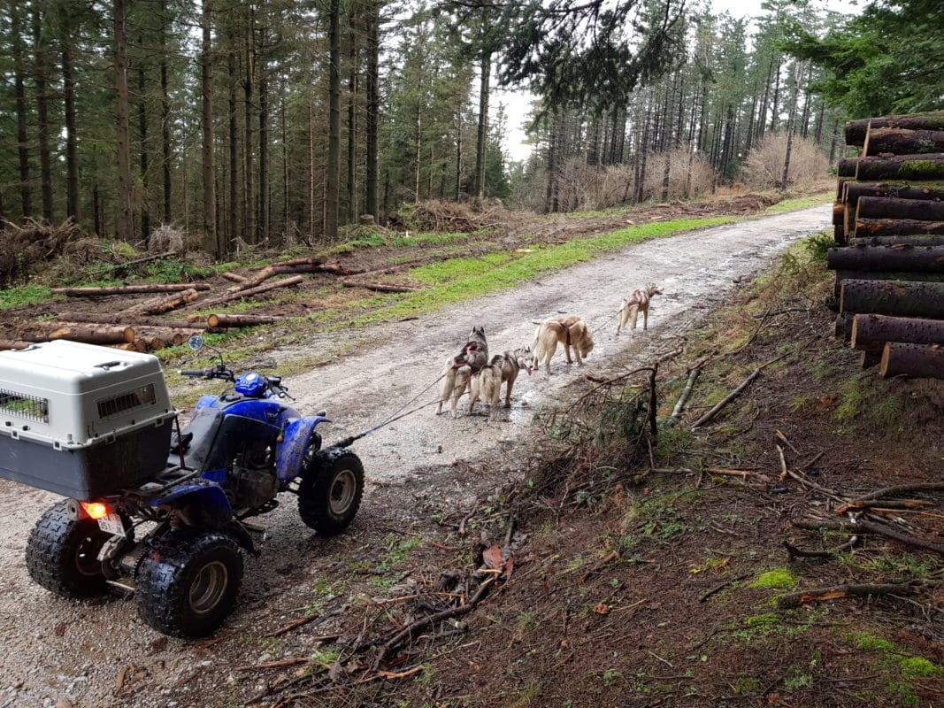 attelage canin chien de traineau husky quad