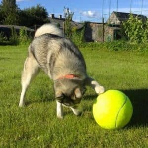 Jouet pour chien