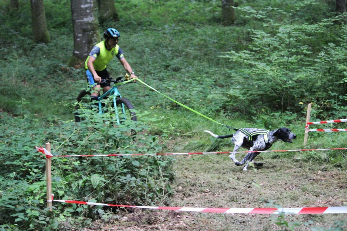 braque allemand border collie fonce en survitesse en canivtt