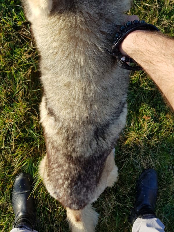 chien assis sans harnais vue de dessus