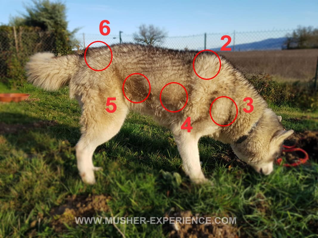 chien sans harnais husky siberien point taille harnais