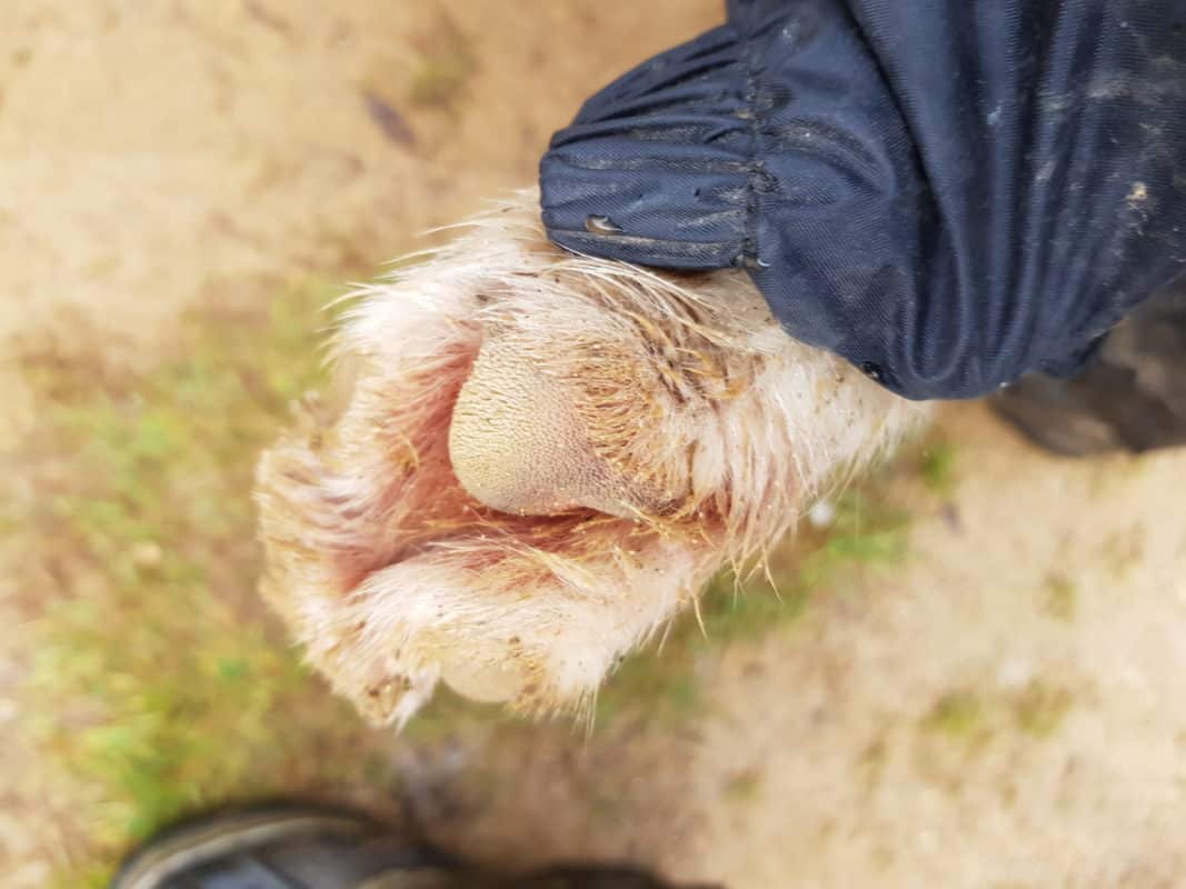 controle coussinet chien attelage canin