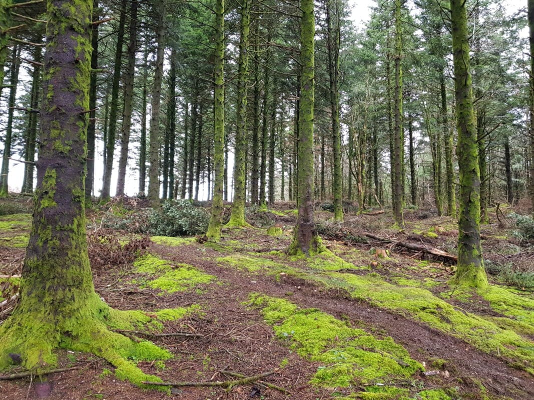 foret magique montagne tarn