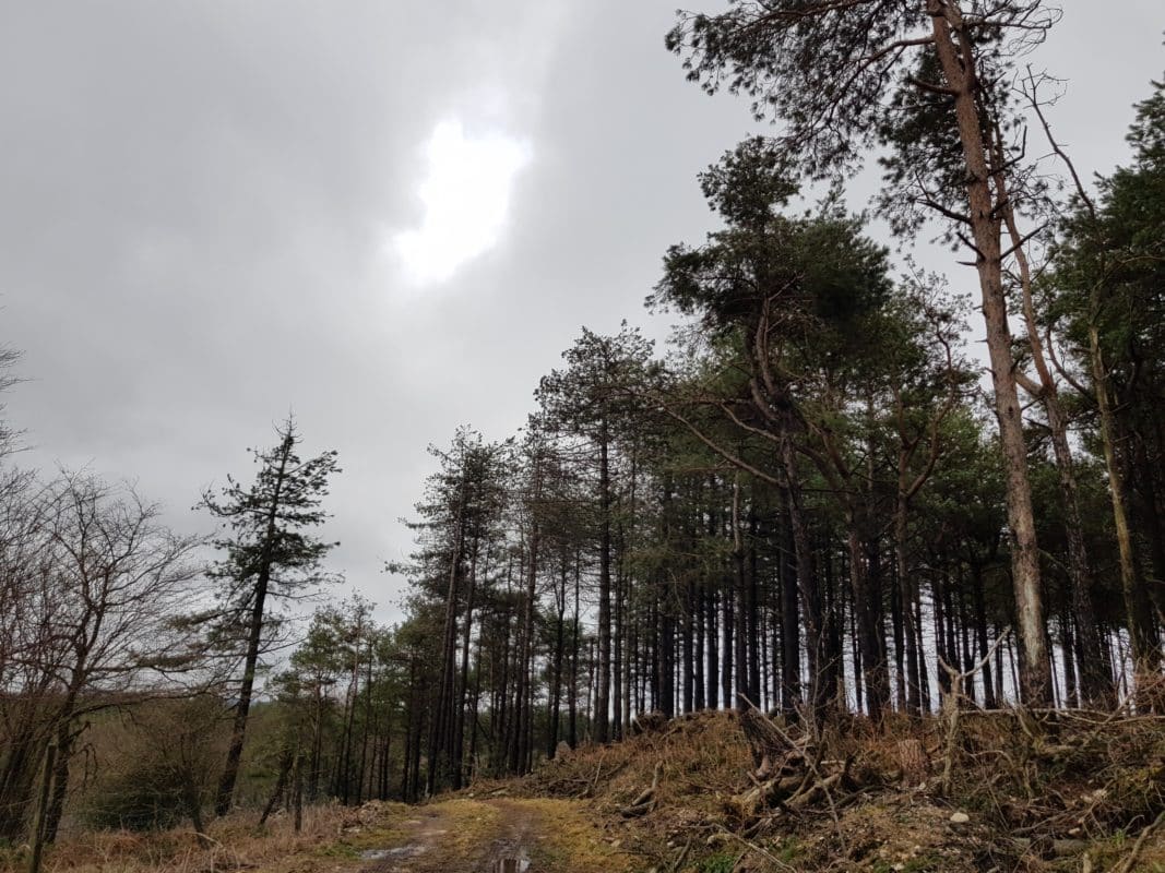 foret montagne noire tarn