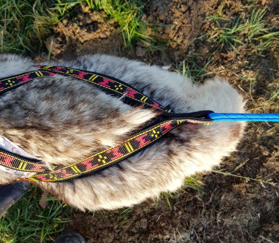 guide taille harnais xback chien husky siberien base queue