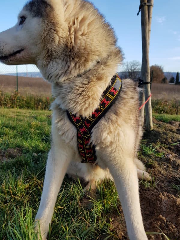 guide taille harnais xback chien husky siberien poitrine poitraille