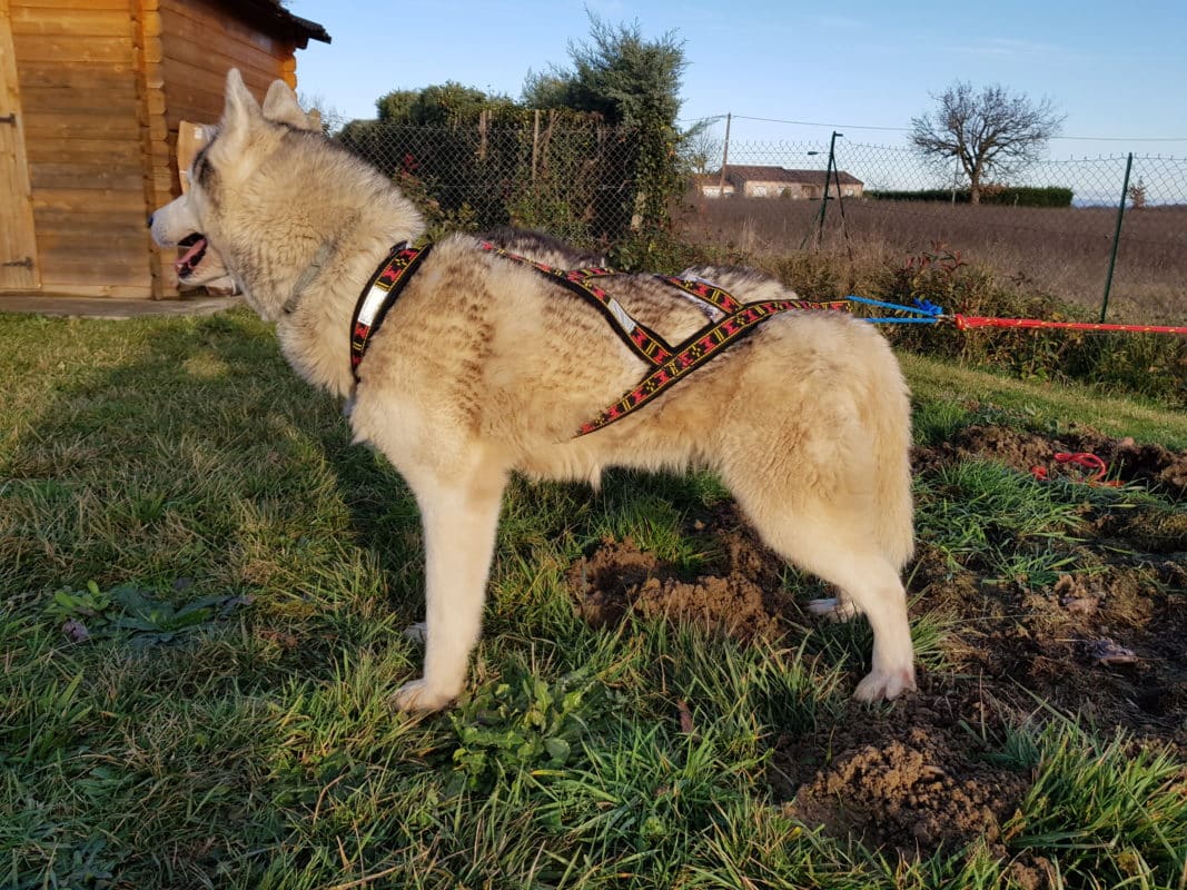 guide taille harnais xback chien husky siberien profil