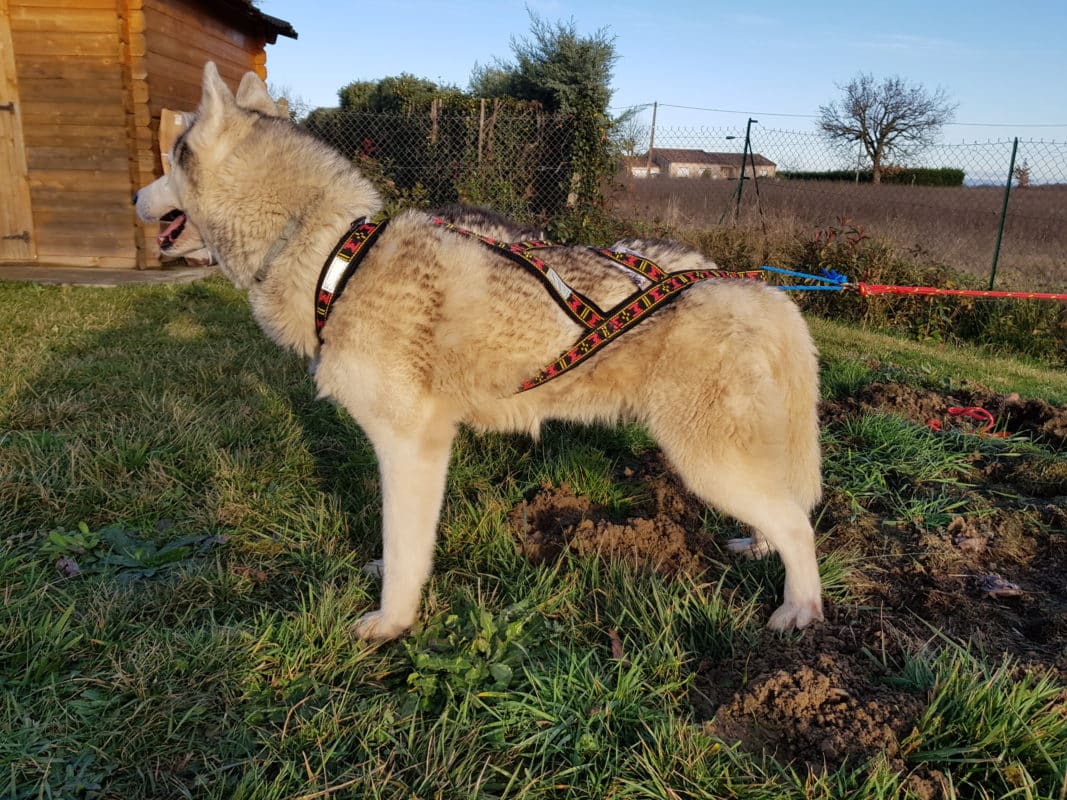 Comment mettre un harnais pour chien ? Que savoir ?